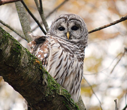 Barred Owl in Tree