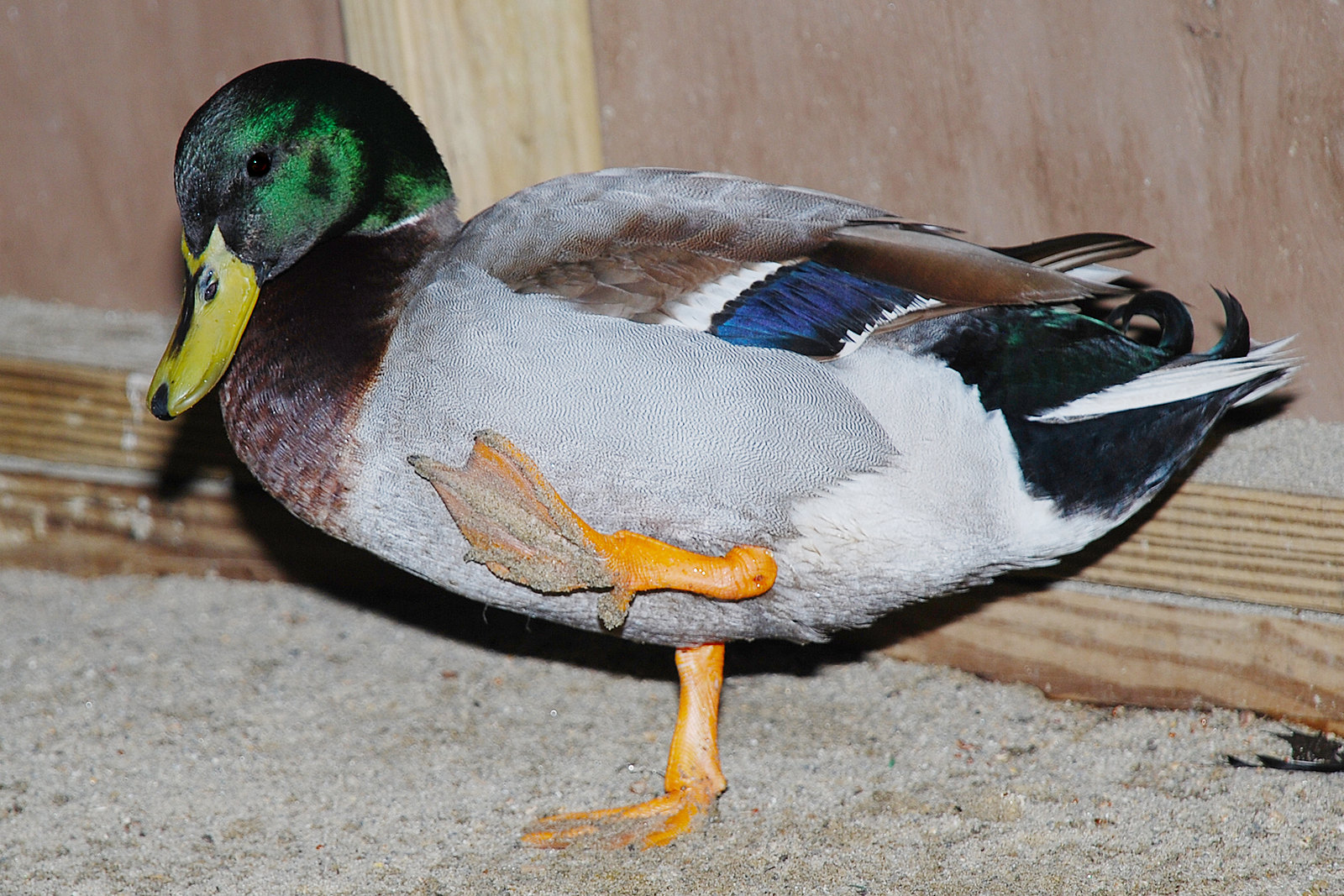 Mallard with foot in air