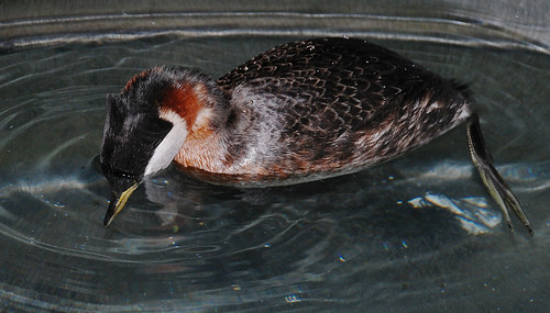 Grebe looking underwater